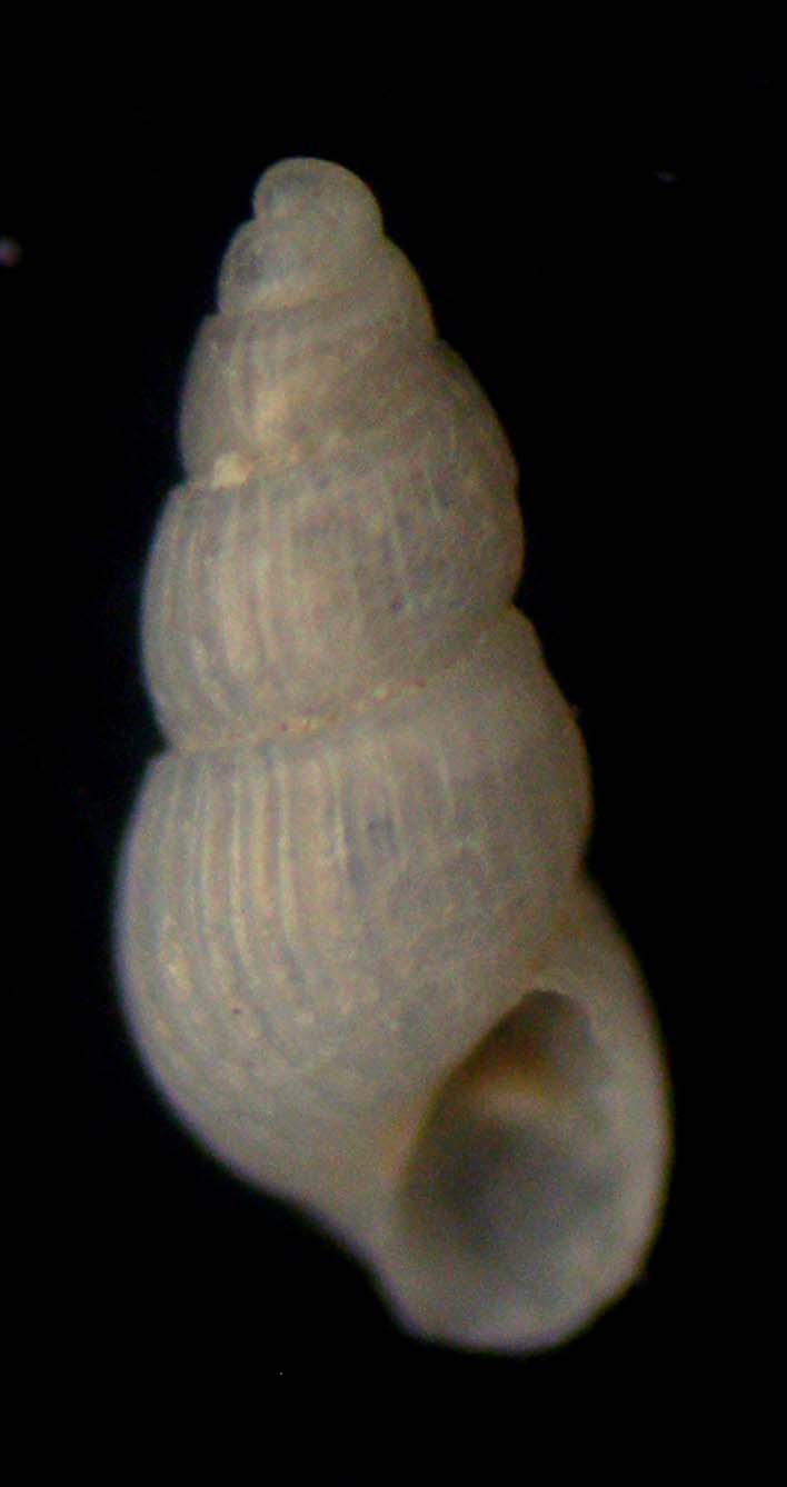 chrysallida clathrata